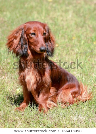 ストックフォト: Dachshund Standard Long Haired Red Dog