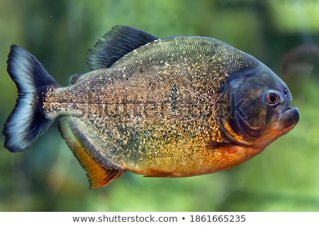 Stock foto: Piranha - Colossoma Macropomum