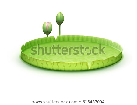 Stock fotó: Amazon Water Lily