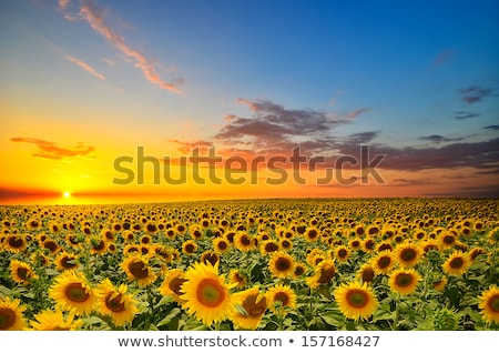 Stock fotó: Field Of Sunflowers