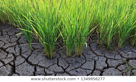 ストックフォト: Paddy Field Dry Soil Drought Land Hot Weather