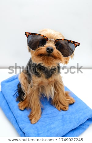 Stock fotó: Summer Holiday Dog