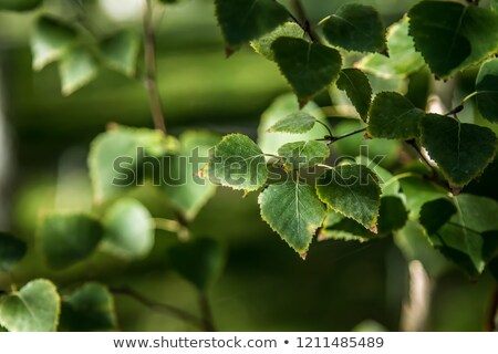 Foto d'archivio: Young Spring Green Leafs Of Birch