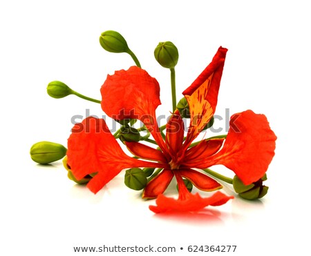 Stock photo: Royal Poinciana In Bloom - 4