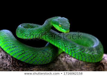 Foto stock: Scary Snake