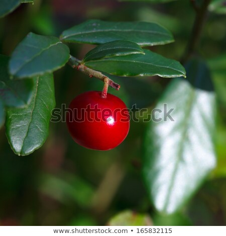 Foto stock: Cowberries Red Bilberries Cranberries