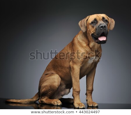 商業照片: Puppy Cane Corso Sitting In Gray Background Photo Studio