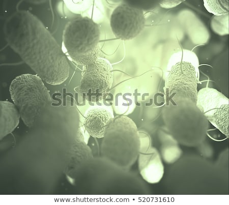 Zdjęcia stock: Enterobacteriaceae Bacteria Family