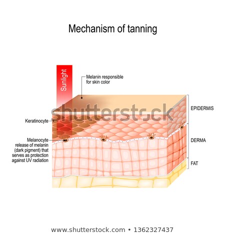 Zdjęcia stock: Tanning Process Skin Human Anatomy