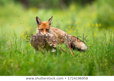 Сток-фото: Red Fox In Summer