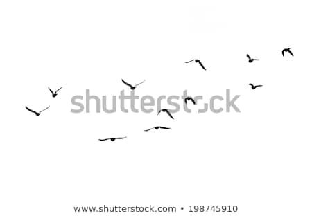 Сток-фото: Feather Silhouette Isolated On White Background Bird Icon