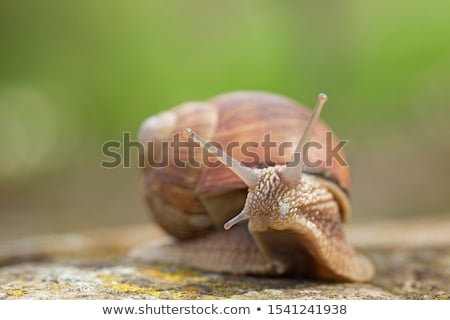 ストックフォト: Macro On Snail