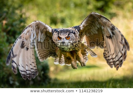 ストックフォト: Closeup Of A Eurasian Eagle Owl Bubo Bubo