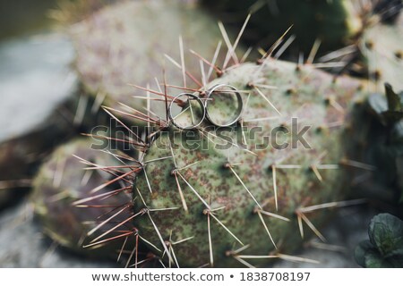 Stok fotoğraf: Two Wedding Rings In Cactus