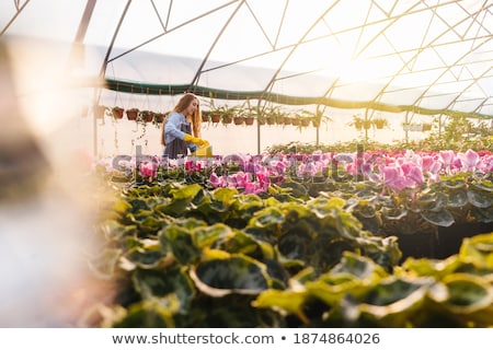 Foto stock: Woman Gardener With Water Can Working Near Flowers In Greenhouse