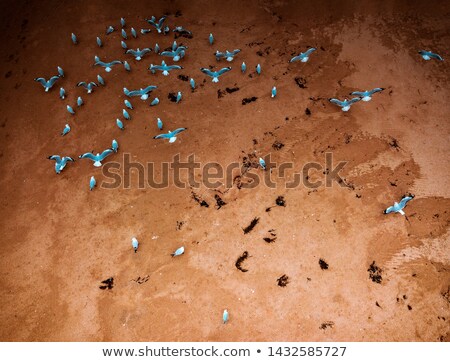 Stock fotó: Seagulls On Tidal Sands At The Beach Aerial Shot