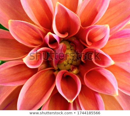 Abstact Natural Flower Background With A Dahlia Blossom Zdjęcia stock © manfredxy