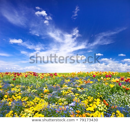 Foto d'archivio: Tulips Over Blue Sky