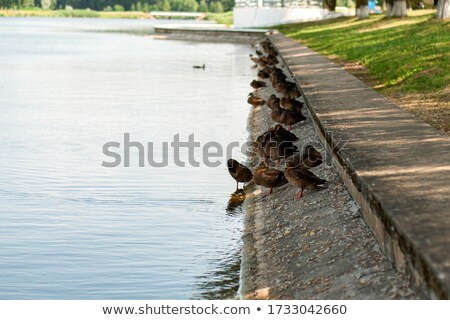 Stock fotó: Ducks On A Stone Promenade On The Pond