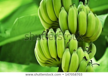 Bunches Of Green Unripe Bananas Stockfoto © pzAxe