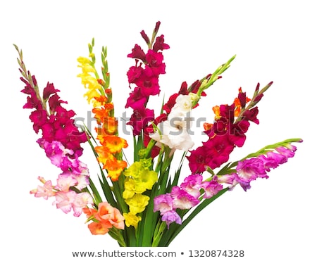 Foto stock: Bunch Of Gladioli Flowers