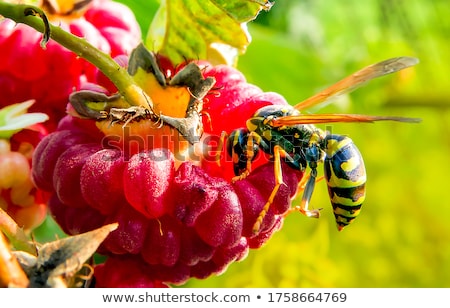 Foto stock: Wasp