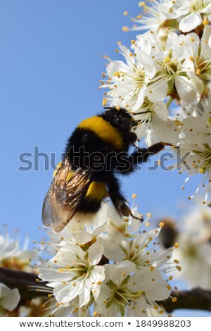 Stock fotó: Bumblebee Sucks