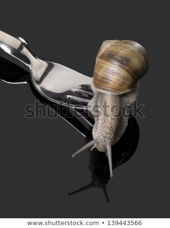 Foto stock: Grapevine Snail On Fork Rakes