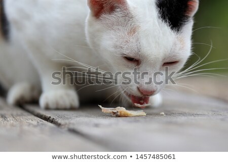 Foto d'archivio: Cat With Fishbone