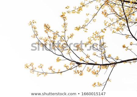 Stock fotó: Tree Branch With Yellow And Orange Leaves