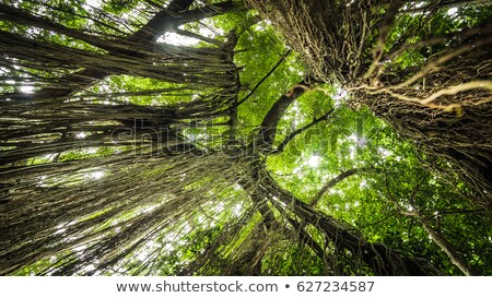 Stockfoto: Rain Forest In Ubud Sacred Monkey Forest Bali