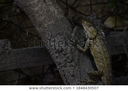 Stockfoto: Colorful Lizard Ready To Hunt