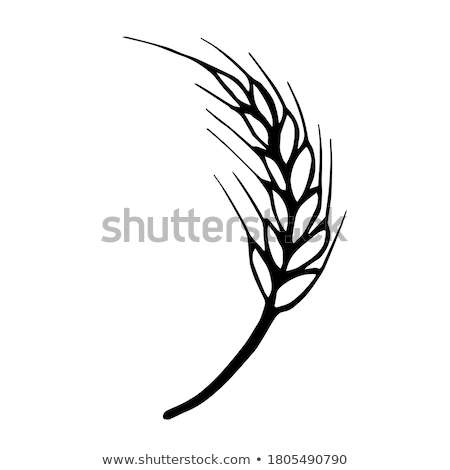 Foto stock: Bakery Wheat Stalk And Bread Label