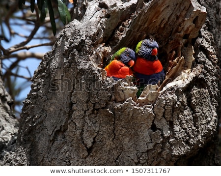 Foto stock: Parrots In The Hollow
