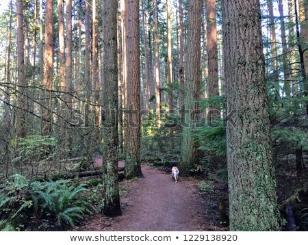 Zdjęcia stock: A Girl Taking A Peaceful Stroll Through The Forest