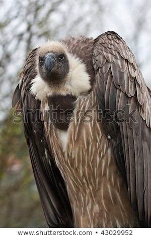 Stock photo: Whitebacked Vulture