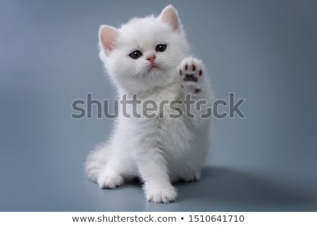 Stock photo: Small Cat