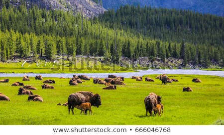 [[stock_photo]]: Hayden Valley - Landscape Of American Bison