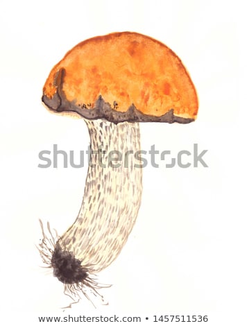 Foto d'archivio: Orange Cap Boletus Mushroom