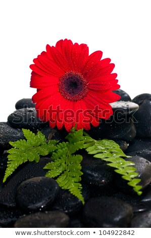 Rode Gerber Over Zwart Stockfoto © Calvste
