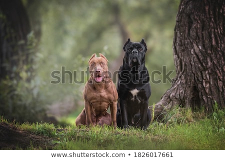 Foto stock: Cane Corso Dog