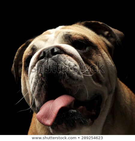 Сток-фото: Open Mouse Bulldog Portrait In Black Photo Studio