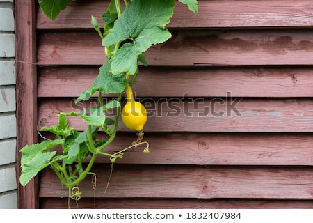 Stock photo: Texture Of The Old Wooden Fence And Lash Plants