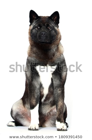 Stock photo: Studio Shot Of An Adorable American Akita