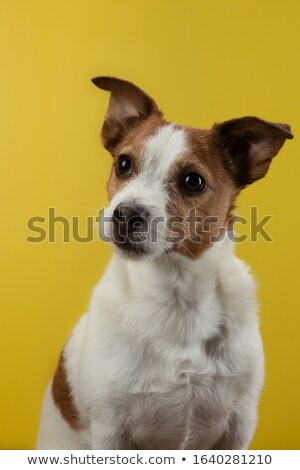 Stok fotoğraf: Hungry Jack Russel Terrier Looks With Appetite At Delicious Croissant And Coffee Stays In Bed Under