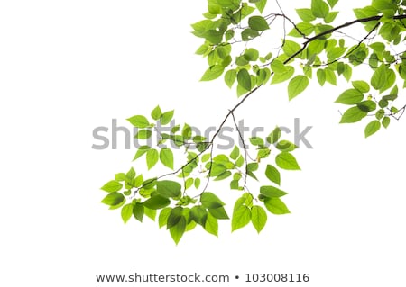 Сток-фото: Hanging Maple Tree Branches With Leaves