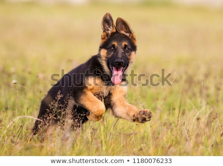 Stock photo: Young German Shepherd