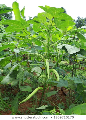 ストックフォト: Okra Plant With Flower