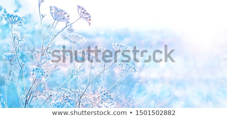 ストックフォト: Ice Hoarfrost On Grass