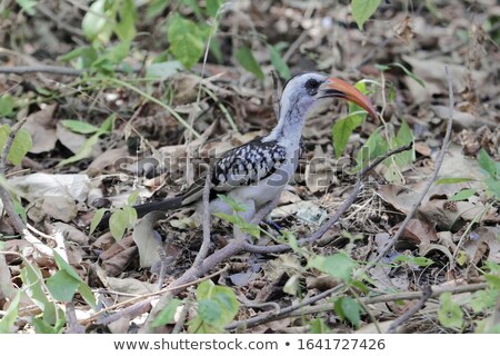 Stock photo: Western Red Billed Hornbill In An African Forest